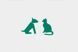 hund-katt1