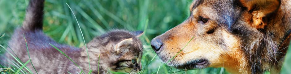 Hund- og katt forsikring