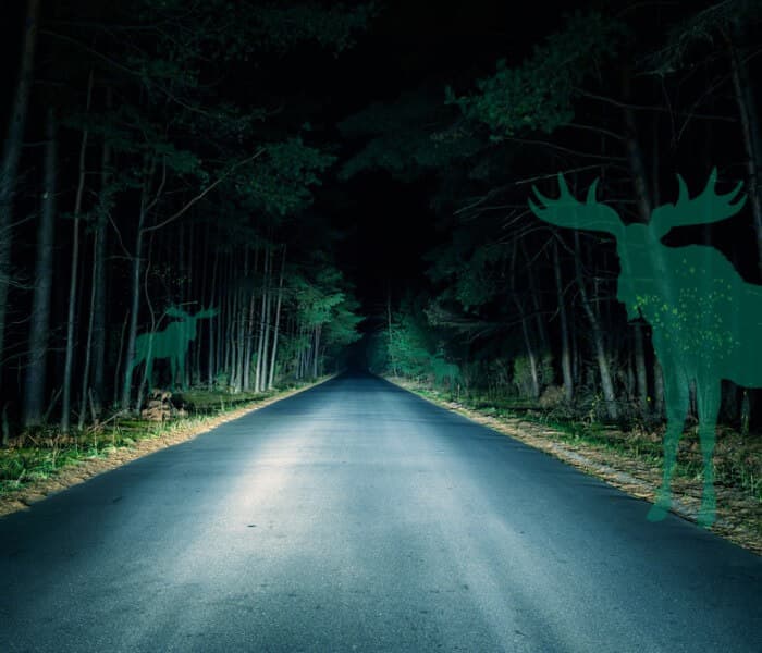 Illustrasjon av elg på veibane