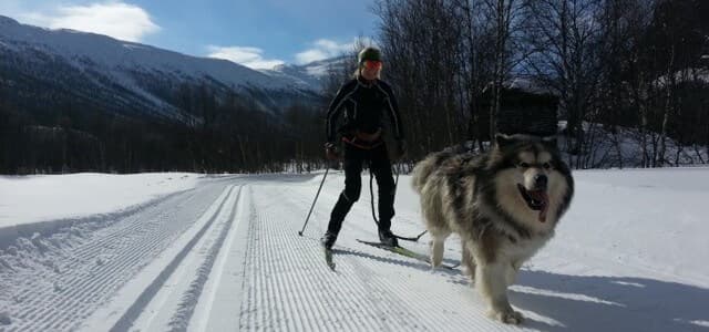 PÅ TUR: Hege Austheim Jacobsen er styremedlem i Hemsedal Skiforening, og tar ofte med seg hunden Danko på skitur. Foto: Privat.