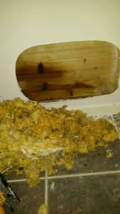 Se etter lort. Foto: ABS Skadedyrkontroll AS