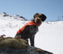 Vorsteheren Nemi fra Askøy. Foto: Privat